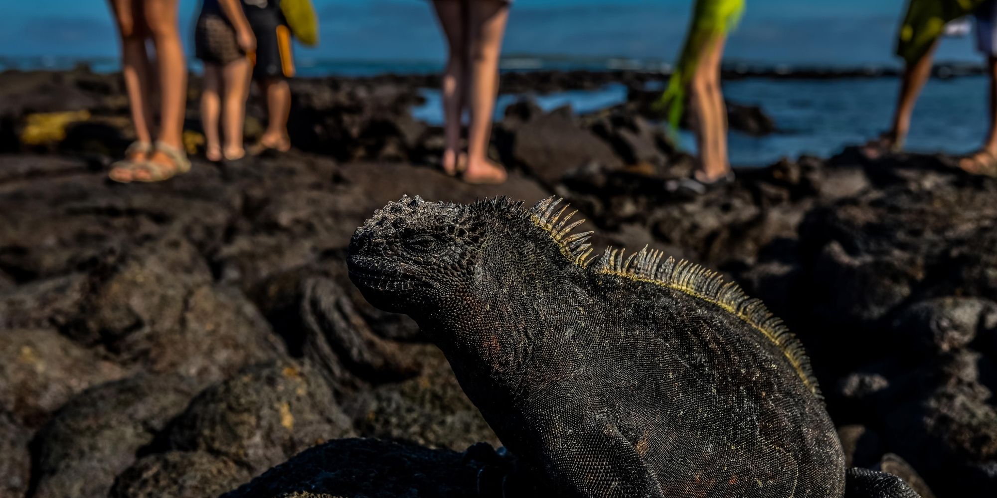 Explore the Galapagos - Wildlife Encounters