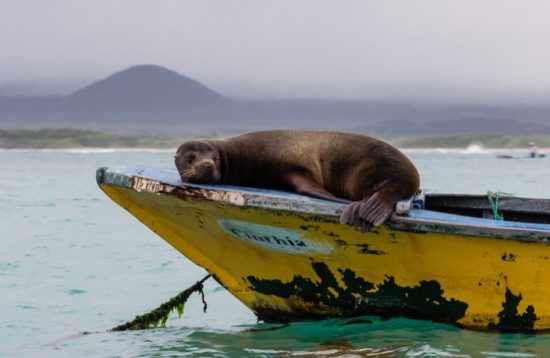 Sea lion sleeping on a boat on Wildlife tour in Galapagos Islands