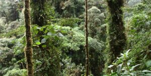 bosque experience